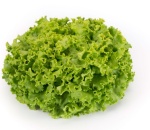 Lettuce Batavia