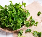 Watercress - UK